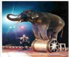 Przeszkoleni słoń działających w cyrku, chodzenia na cylinder