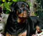 Rottweiler pies stróżujący