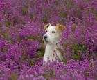 Fox Terrier w dziedzinie