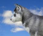 Szczeniaka, Siberian Husky