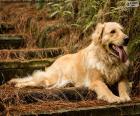 Golden retriever, w ogrodzie