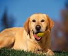 Labrador Retriever, z kulą w usta