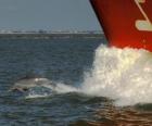 delfinem i skoki w przód łodzi