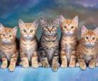 5 kotów z długimi wąsami patrząc w przyszłość