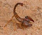 Skorpion z rzędu pajęczaków