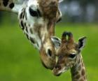 Żyrafa z dzieckiem