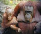 orangutan z dzieckiem