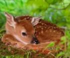małych bambi