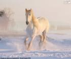 Koń, uruchomiona na śniegu