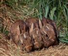 Trzy króliczki czeka na nią mama
