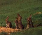 Rodzina królików z ich nor