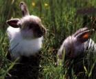 Dwie młode króliki w trawie