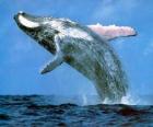 Wieloryb wyskoczył