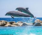 Dwa delfiny skoków