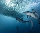 Dolphin połowów sardynek