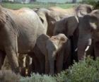 rodzina słoni