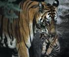 Tigre prowadzenia dziecko