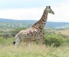 Żyrafa, patrząc na krajobraz
