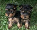 Yorkshire Terrier szczenięta