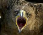 Falcon z otwartymi ustami