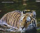 Tiger w wodzie