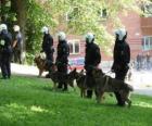 Agenci policji z psami
