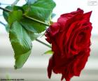 Piękna róża