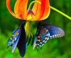 Dwa motyle na kwiatach