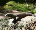 Waran z Komodo