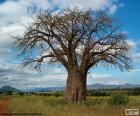 Baobab afrykański