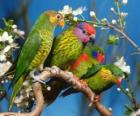 Cztery parakeets