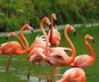 Flamingos w wodzie, duże ptaków wodnych w upierzeniu różowy