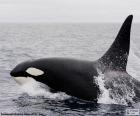 Orka, killer whale