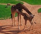 Żyrafa dorosłych i dziecko żyrafa