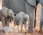 Mama kontrolowanie little słoń