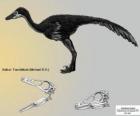 Zanabazar jest jednym z największych znanych troodonty, z czaszką 272 mm