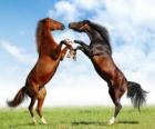 Dwóch hodowli koni
