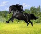 Czarnego konia