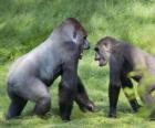 Dwóch młodych goryle chodzenie na czworakach