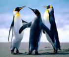 Trzy piękne pingwiny