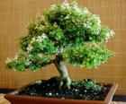 drzewo Bonsai, miniaturowe drzewo na tacy po japońskiej sztuki bonsai