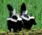 Skunksowate