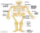 Szkielet człowieka. Kości ludzkiego ciała (hiszpański)