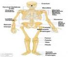 Szkielet człowieka. Kości ludzkiego ciała (angielski)