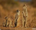 Surykatka jest mały ssak, zamieszkujących region Kalahari i pustyni Namib w Afryce.