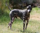 Amerykański Hairless Terrier