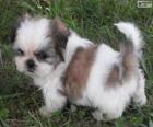 Szczeniak Shih Tzu