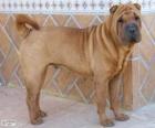 Shar Pei, chiński wyścig