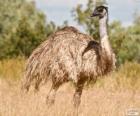 Emu drugim największym ptakiem