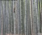 Japoński bambusowym lesie